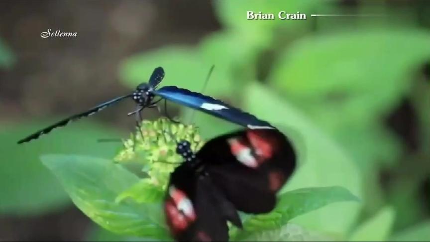 [图]《Butterfly Waltz》超好听的一首钢琴曲，仿佛把人带到了梦境