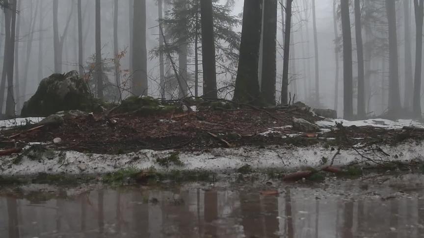 [图]雪水雨水下在森林小道上，显得格外安详惬意感受大自然，冥想感悟