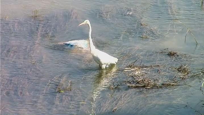 [图]纯音乐Swan Song天鹅之歌