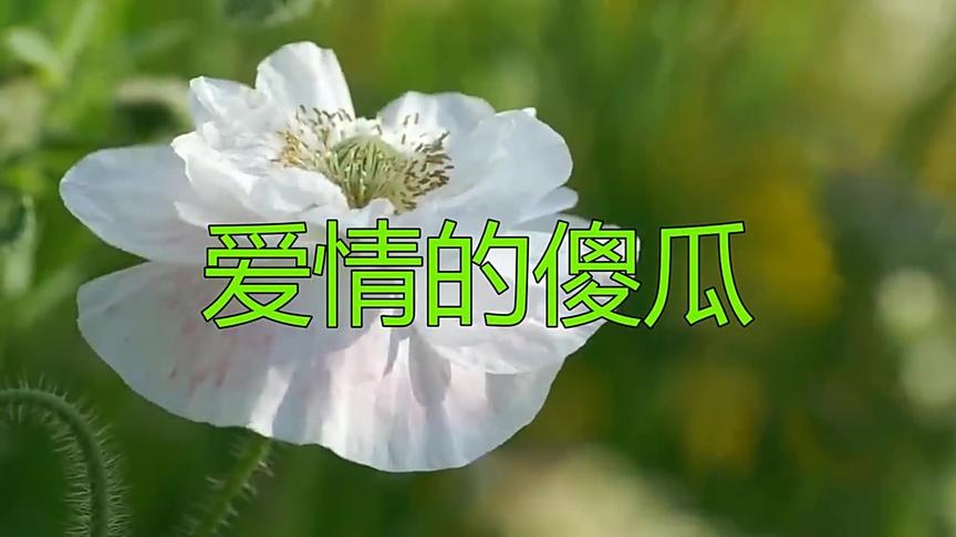 [图]雷婷的这首《爱情的傻瓜》好听极了，旋律优美动听，厉害