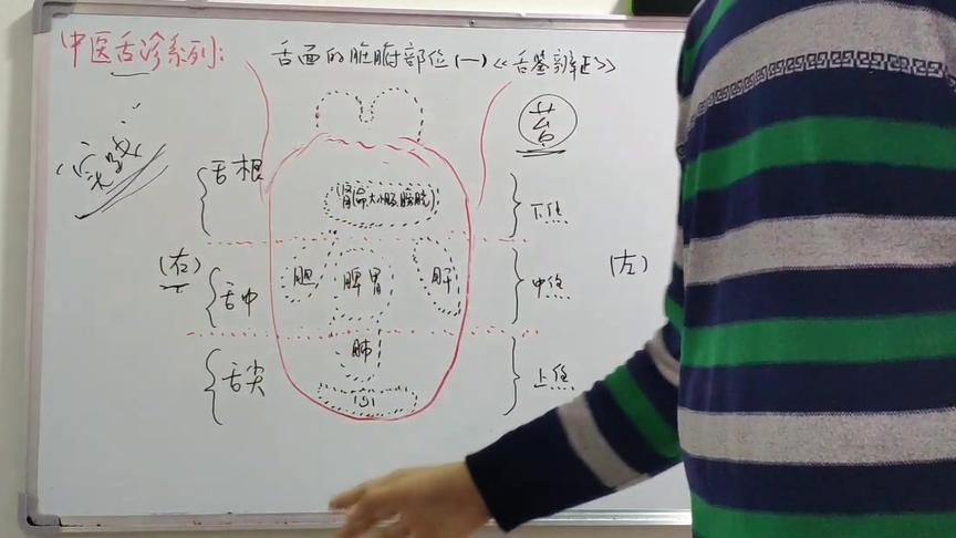 [图]舌诊系列：舌面的脏腑部位划分（一）