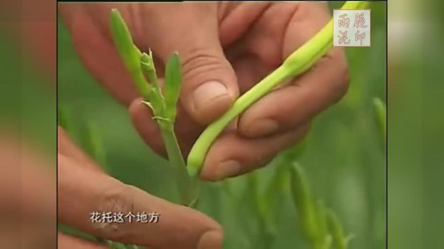 [图]每亩收入1万元黄花菜种植技术