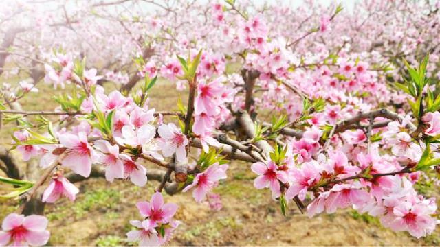 [图]这算不算十里桃林呢？满地桃花好唯美~