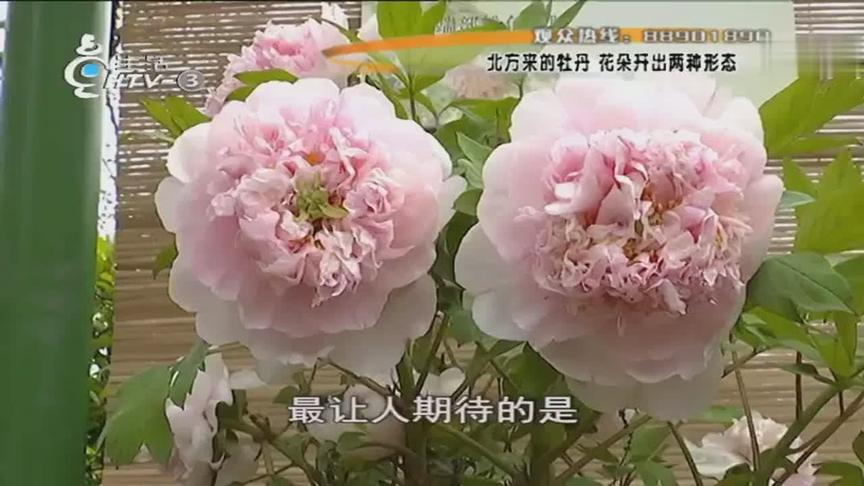 [图]牡丹花展攻略：150个品种供你赏，“花王”携手“花后”首次绽放