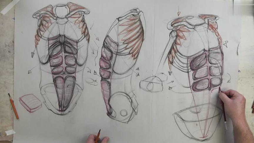 [图]他山之玉-传统绘画-艺术家躯干（前）的解剖学-腹直肌