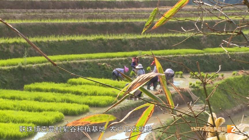 [图]农民抢抓时令！移栽紫谷秧苗，播种春的希望