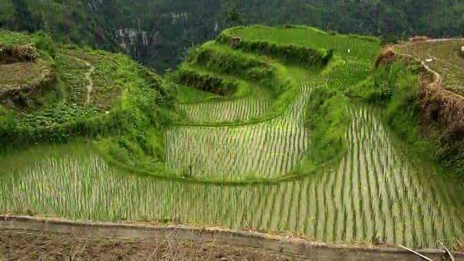 [图]家乡的味道，青田乡土美食记录片