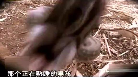 熟睡男孩惨遭蟒蛇偷袭,然后整个吞进肚子里!