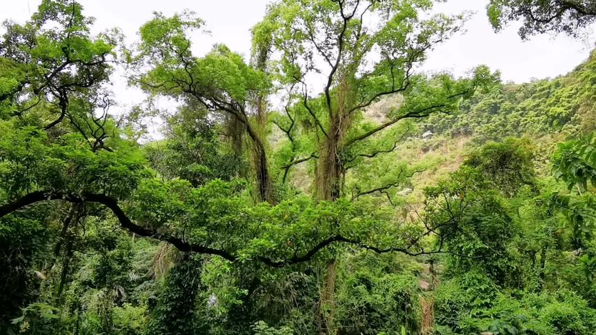 [图]天气很好，不冷不热，不晒不下雨，正好有空，去鼎湖山听泉吸氧！