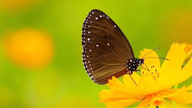 [图]笛子《秋蝶恋花》好听悠扬