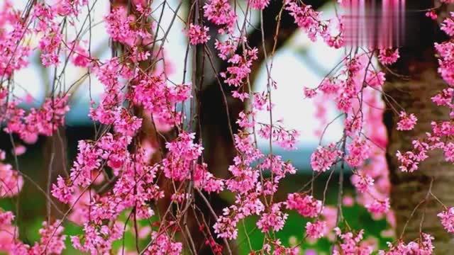 [图]极致的空灵美感 听了让人欲罢不能Festival For A Spring Breeze