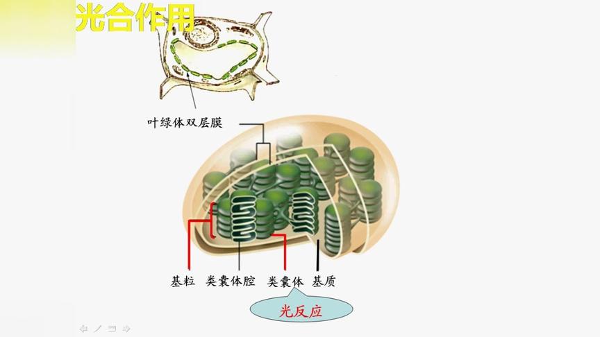 [图]看了这个光合作用的过程，再也不用担心不懂什么是光合作用了