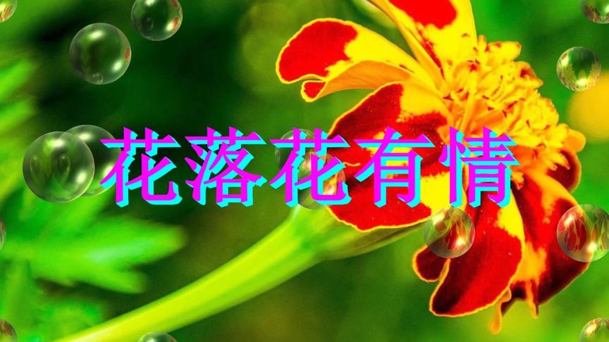 [图]亲爱的，花开花落年年有，今生无缘手牵手，愿你幸福美满开开心心