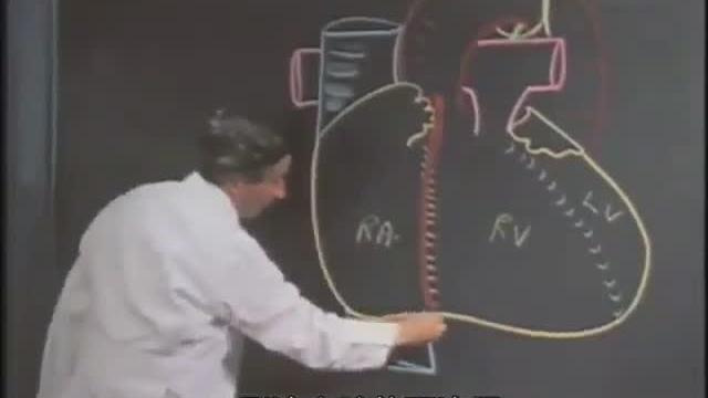 [图]斯坦福大学人类心脏解剖公开课-中文字幕