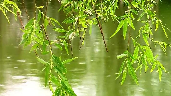 [图]纯音乐《 雨季》