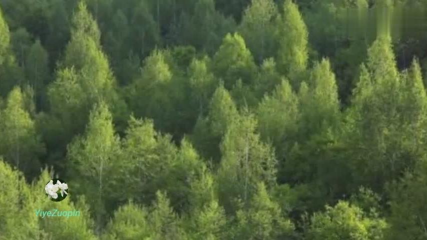 [图]班得瑞名曲《寂静山林》炎炎夏日，倒给你阵阵清凉