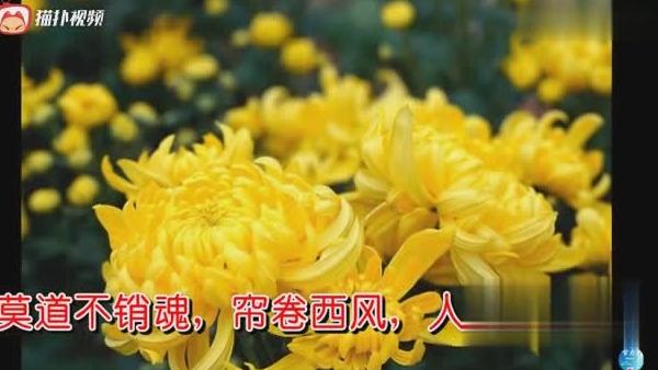 [图]「宋词三百首」《醉花阴薄雾浓云愁永昼》李清照（人比黄花瘦）