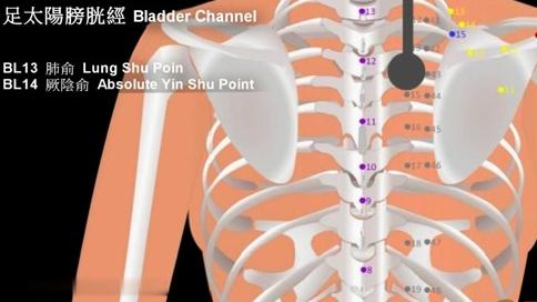 [图]十二经脉-足太阳膀胱经3D动图及各穴位说明