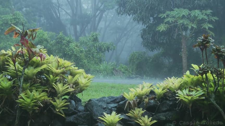 [图]聆听森林里雨声雷声流水声，鸟叫，虫鸣，零距离接触大自然，冥想