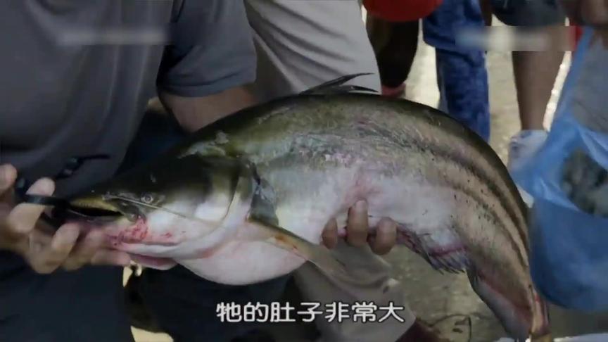 [图]大神带你揭秘马来西亚湖怪（3）