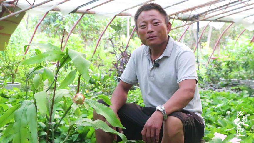 [图]昙花养昙花3个“关键”，做好叶片肥厚花苞多，想不开花都很难！