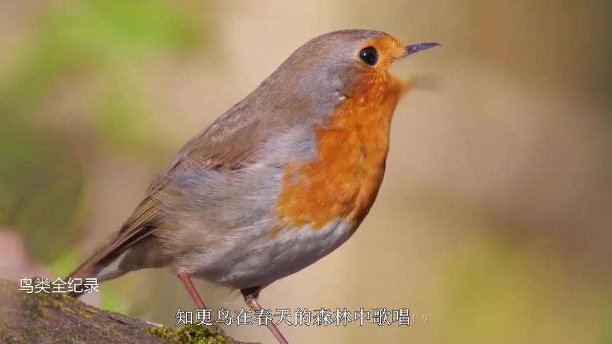 [图]知更鸟在春天的森林中歌唱