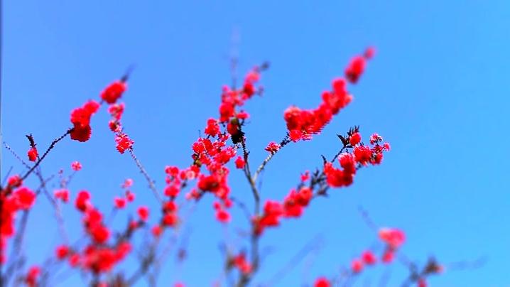 [图]纯音乐《花水月》