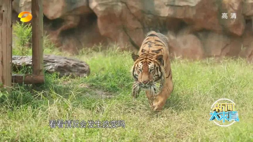 [图]八达岭老虎突然伤人 勇敢实验员“以身饲虎” 做实验