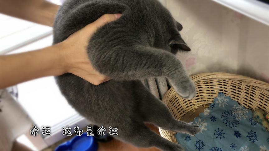 [图]妹子三次把猫咪抱进猫窝睡觉，猫咪一脸懵：我怎么又回来了？