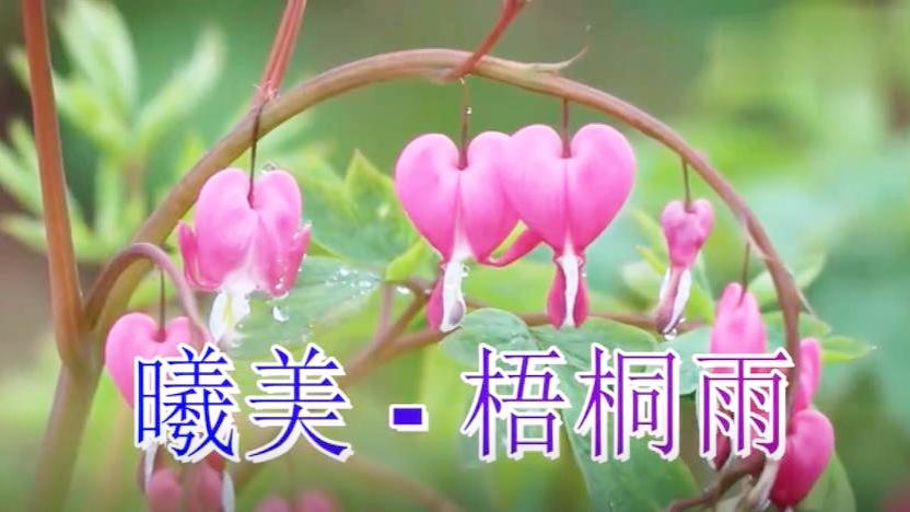 [图]伤感情歌，曦美一首《梧桐雨》旋律醉人，声音优美，好听极了