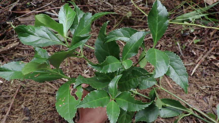 [图]农村陈小哥：草药植物《草珊瑚》，又名接骨木，你认识它吗？