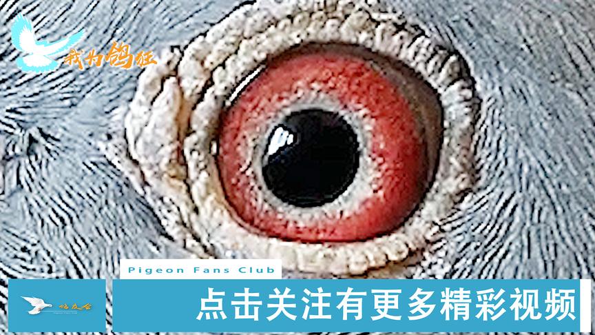 [图]了解开尔鸽业第一种雄杨鸥瓦克掠夺者身体特征看它为啥飞好战绩