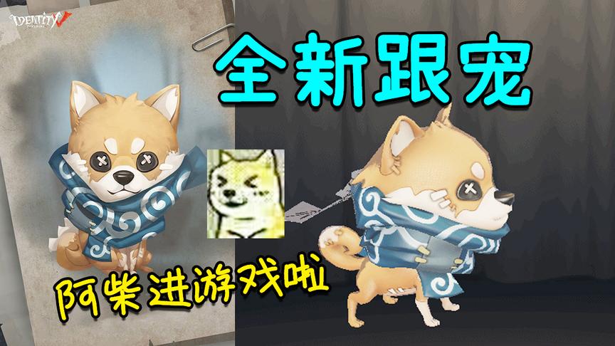 [图]「阿柴和兔兔」最新柴犬跟宠！阿柴跑进游戏里面了？第五人格97