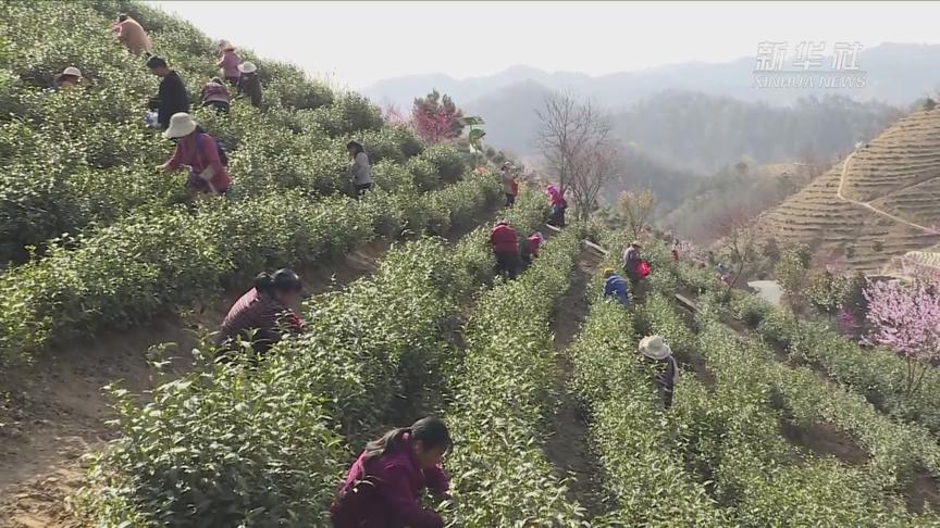 [图]陕西商南：复工抢“春光” 茶农抢春茶