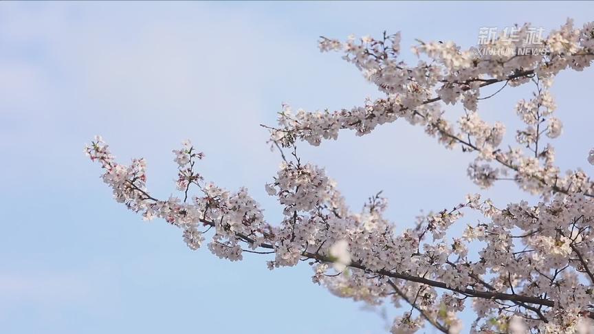 [图]最美樱花周 一起来看“樱花雨”