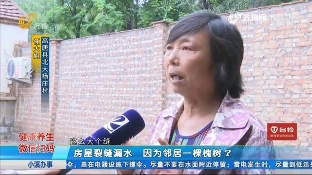 [图]高唐：院里长出槐树，房屋裂缝还漏水不断，邻居看了都纷纷捏把汗