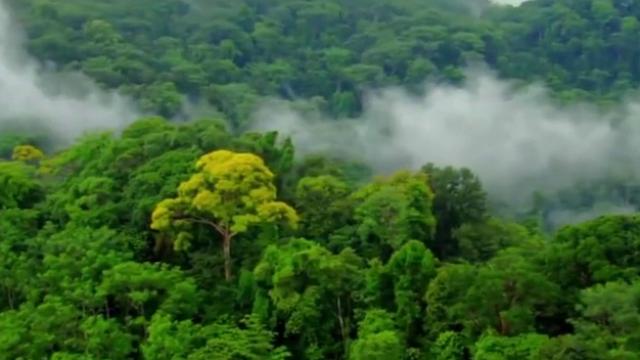 [图]海南热带雨林国家公园宣传片