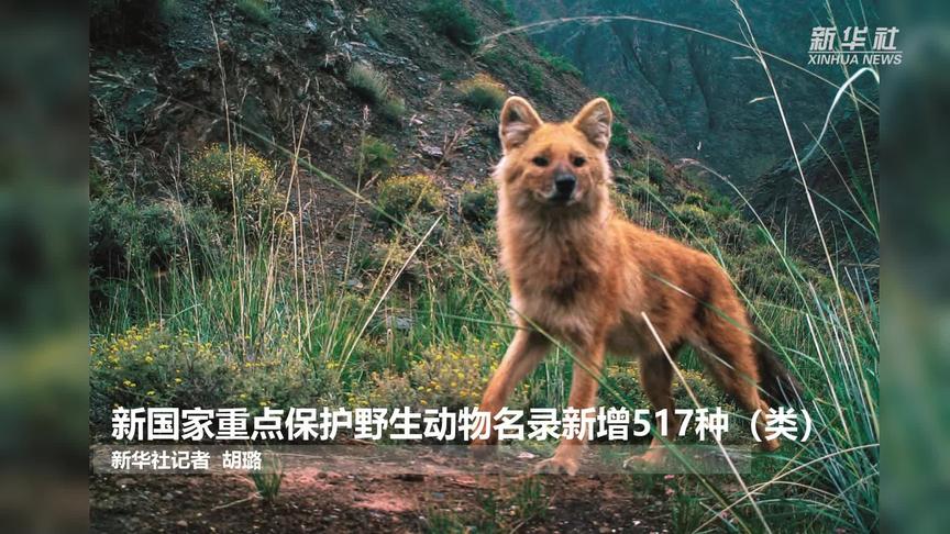 [图]新国家重点保护野生动物名录新增517种