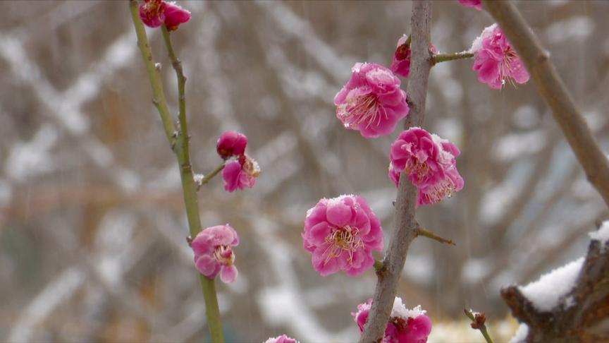 [图]58秒丨雪压枝头梅花俏！春雪飘落淄博人民公园宛若童话世界