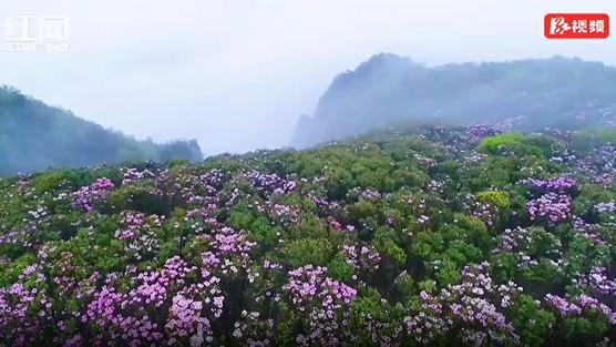 [图]视频丨双牌阳明山：云锦杜鹃美若朝霞