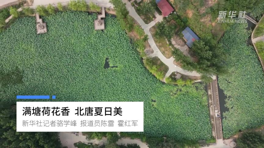 [图]满塘荷花香 北唐夏日美