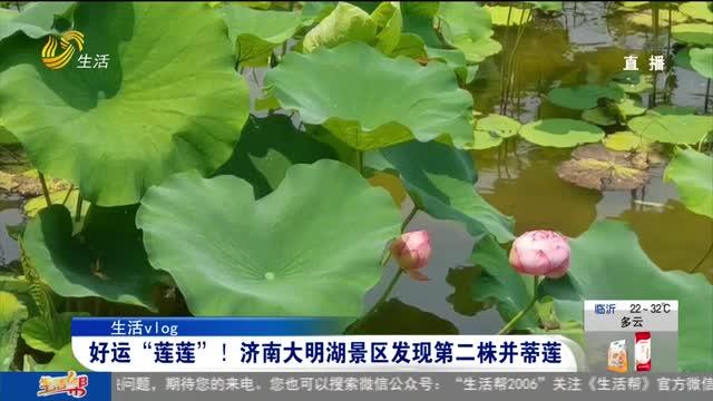 [图]罕见！济南大明湖发现第二株并蒂莲，观赏市民激动不已：好事成双