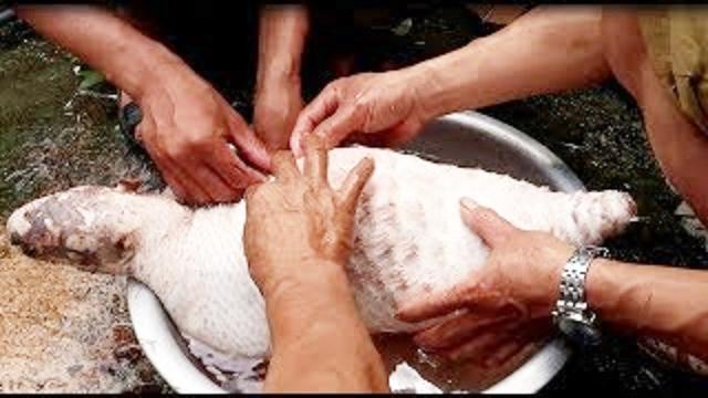 [图]越南原住民奇葩饮食，正经豪猪，偏要不正经食法，暴殄天物啊