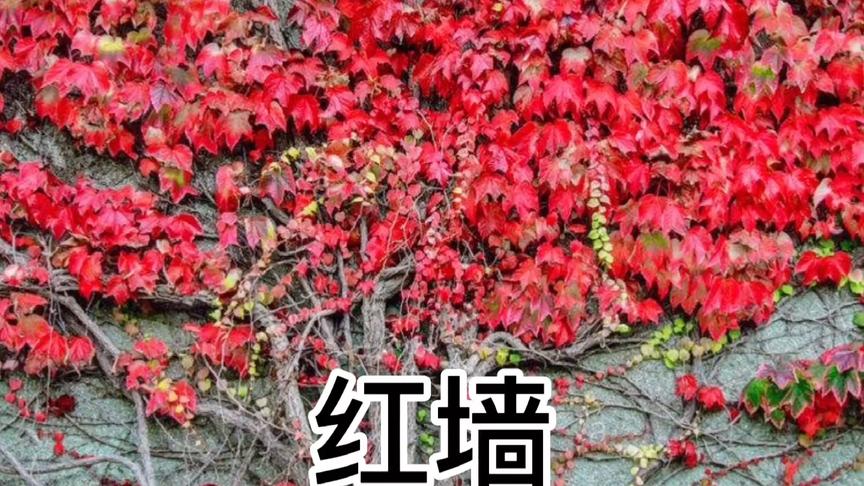 [图]《红墙》文/制作：薄荷淡香 诵读：石玮杭