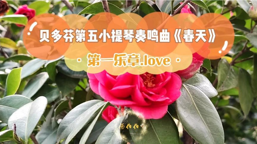 [图]茶花，配乐：贝多芬第五小提琴奏鸣曲《春天》第一乐章