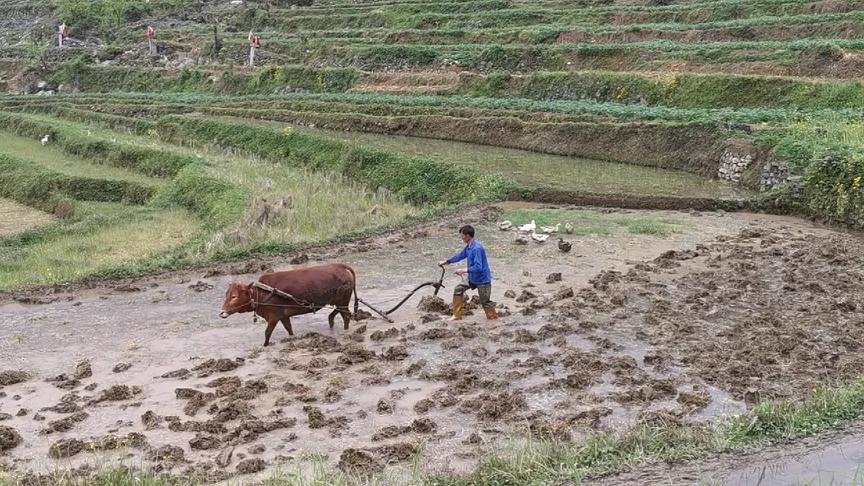 [图]花甲老人仍旧老牛耕地，传统农耕生活背后的秘密#西瓜新人#