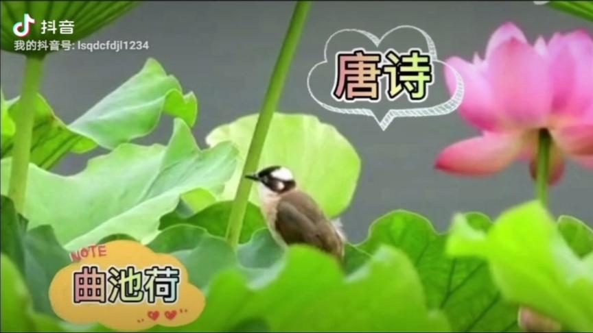 [图]唐诗三百首《曲池荷》卢照邻：我喜欢荷花更喜欢池塘倒影的倩影。