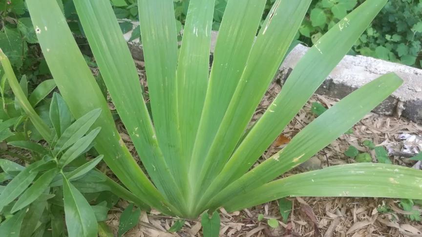 [图]鸢尾，植物中的“明星”草，高颜值又实用，全国各地可栽种