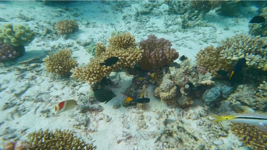 [图]超清晰的海洋生物-海底世界