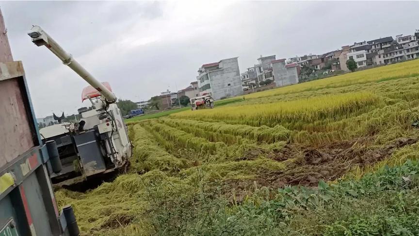 [图]丰收的季节